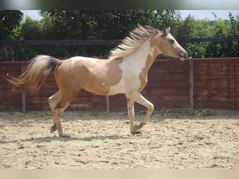 Deutsches Reitpony Hengst 2 Jahre 147 cm Schecke in Rees