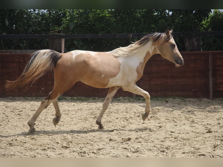 Deutsches Reitpony Hengst 2 Jahre 147 cm Schecke in Rees