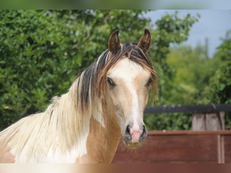 Deutsches Reitpony Hengst 2 Jahre 147 cm Schecke in Rees