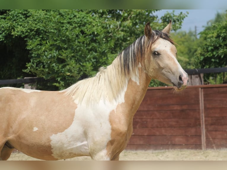 Deutsches Reitpony Hengst 2 Jahre 147 cm Schecke in Rees