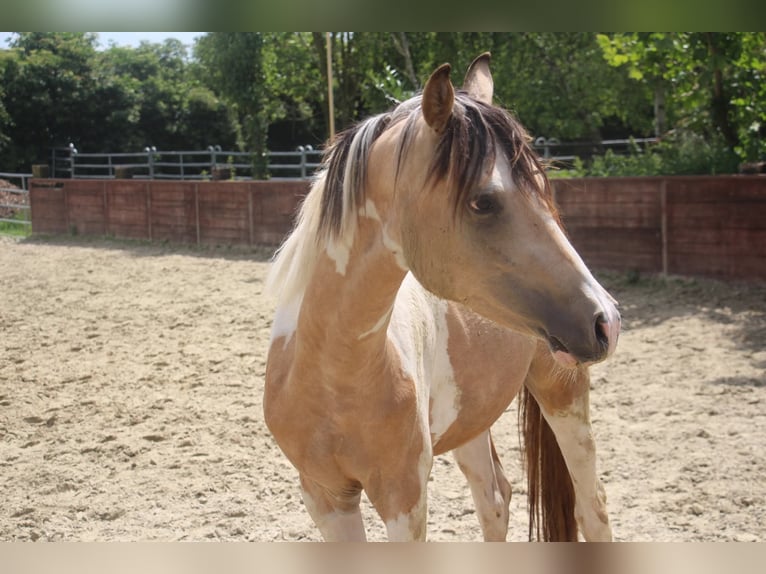 Deutsches Reitpony Hengst 2 Jahre 147 cm Schecke in Rees