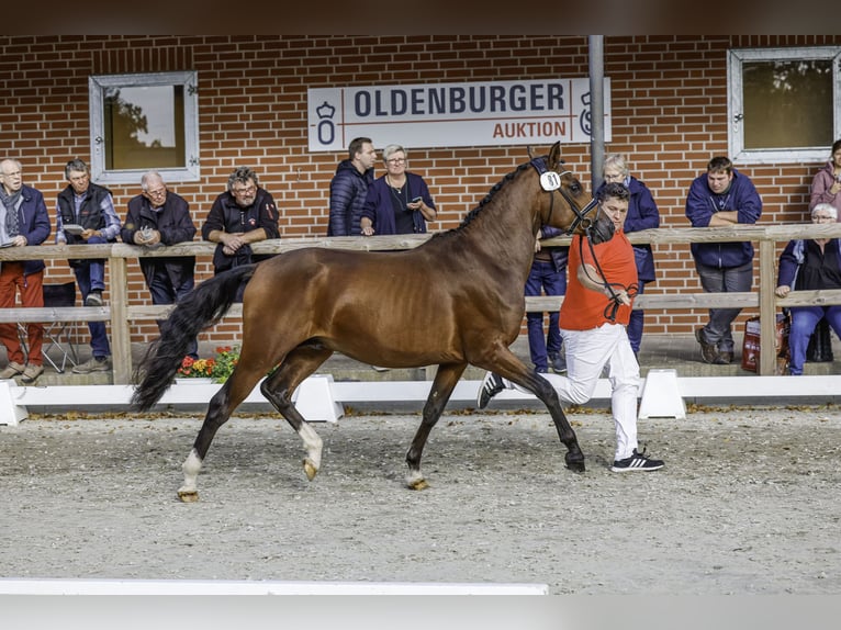 Deutsches Reitpony Hengst 2 Jahre 148 cm Brauner in Dunum