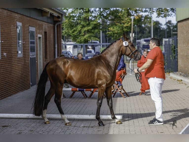 Deutsches Reitpony Hengst 2 Jahre 148 cm Brauner in Dunum