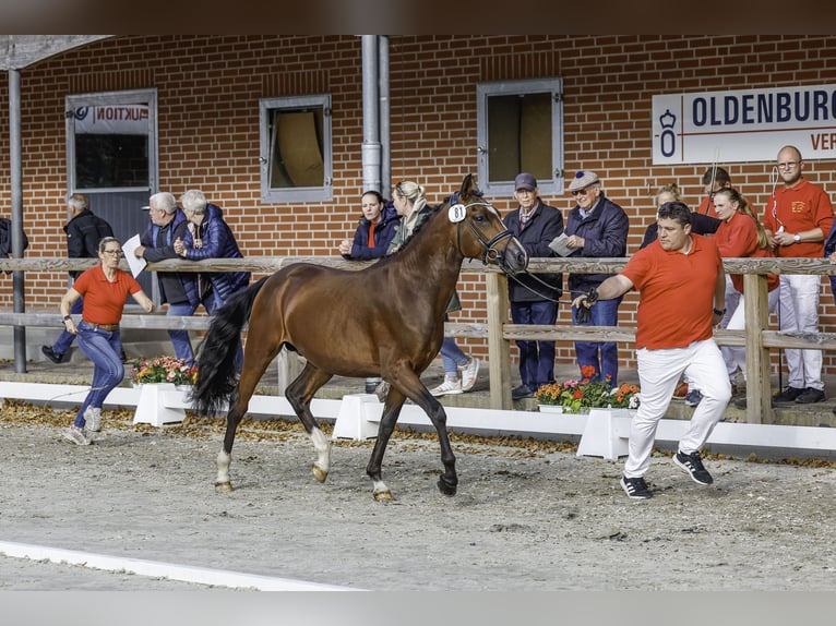 Deutsches Reitpony Hengst 2 Jahre 148 cm Brauner in Dunum