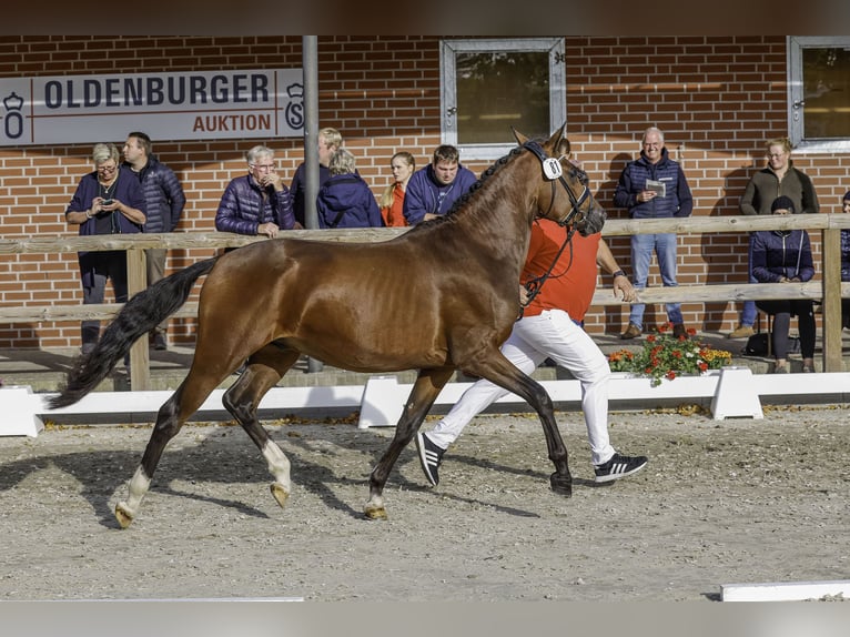 Deutsches Reitpony Hengst 2 Jahre 148 cm Brauner in Dunum