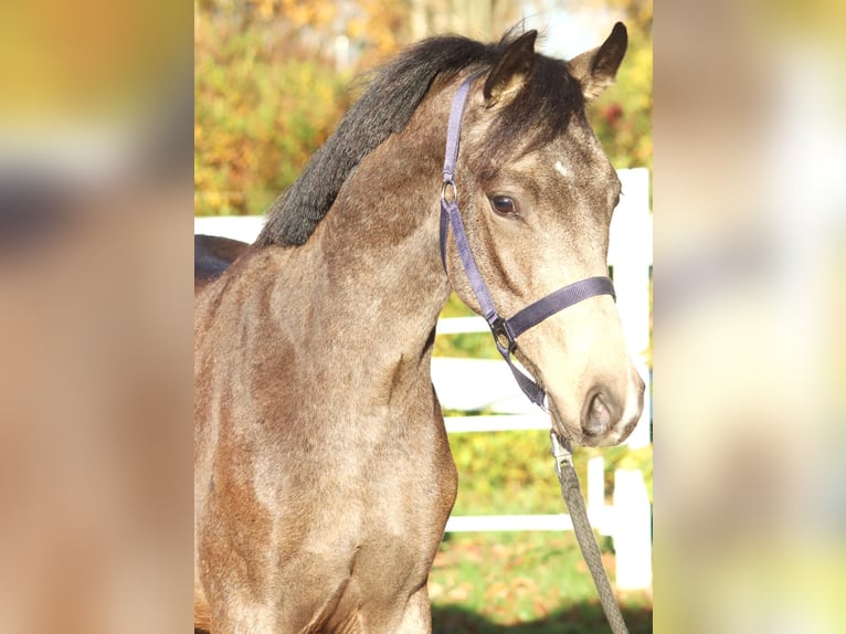 Deutsches Reitpony Hengst 2 Jahre 148 cm Buckskin in Selsingen