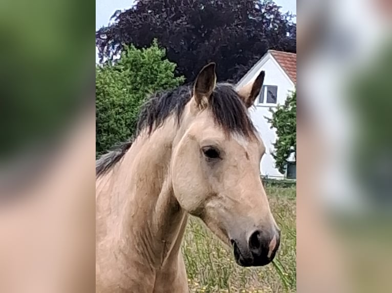 Deutsches Reitpony Hengst 2 Jahre 148 cm Buckskin in Welver