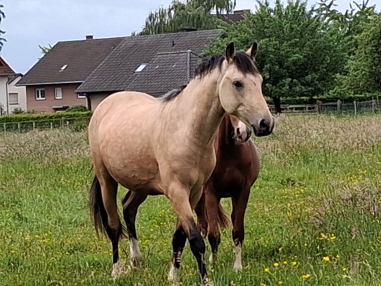 Deutsches Reitpony Hengst 2 Jahre 148 cm Buckskin in Welver