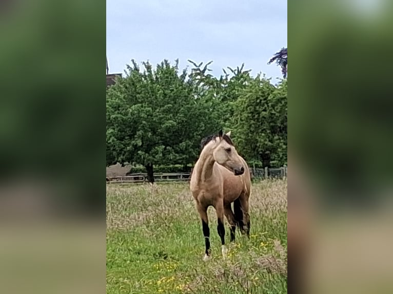 Deutsches Reitpony Hengst 2 Jahre 148 cm Buckskin in Welver