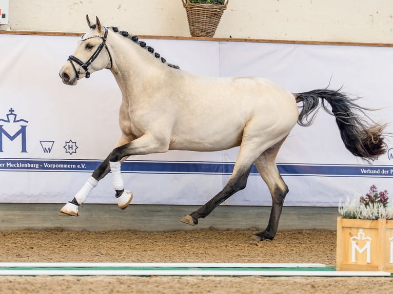 Deutsches Reitpony Hengst 2 Jahre 148 cm Buckskin in Redefin