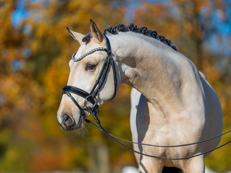 Deutsches Reitpony Hengst 2 Jahre 148 cm Buckskin in Redefin
