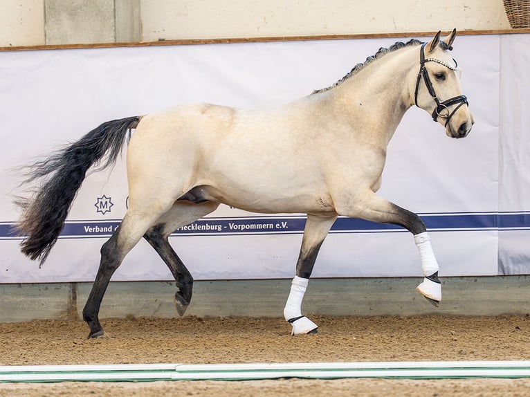 Deutsches Reitpony Hengst 2 Jahre 148 cm Buckskin in Redefin