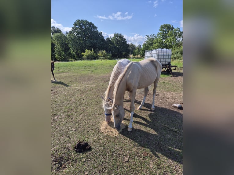 Deutsches Reitpony Hengst 2 Jahre 148 cm Cremello in Vienenburg