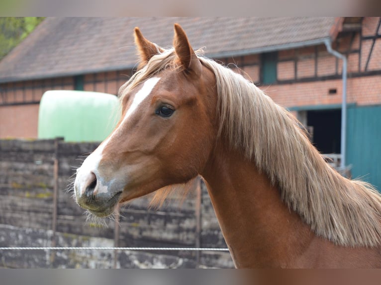 Deutsches Reitpony Hengst 2 Jahre 148 cm in Jersbek