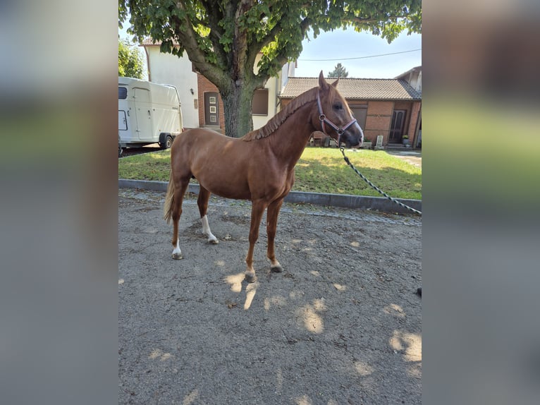 Deutsches Reitpony Hengst 2 Jahre 148 cm Fuchs in Vienenburg