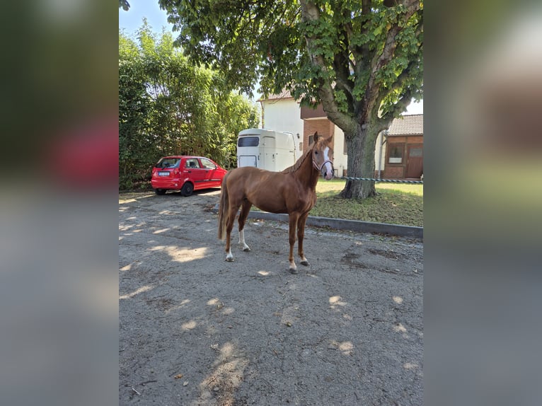 Deutsches Reitpony Hengst 2 Jahre 148 cm Fuchs in Vienenburg