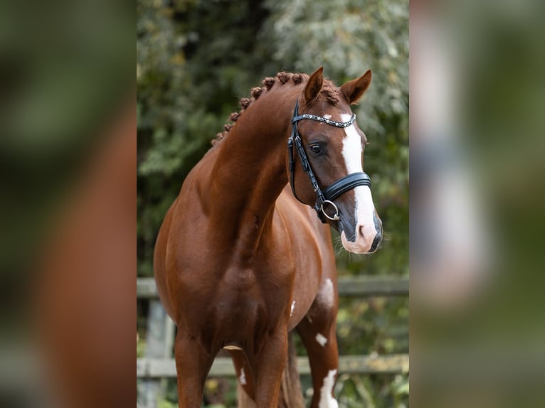Deutsches Reitpony Hengst 2 Jahre 148 cm Fuchs in Brummen