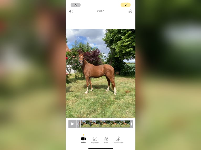 Deutsches Reitpony Hengst 2 Jahre 148 cm Fuchs in Achim