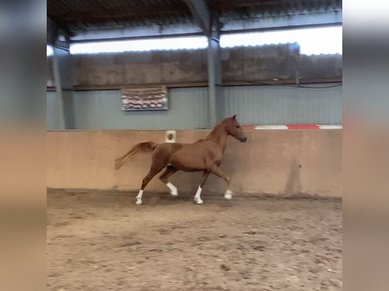 Deutsches Reitpony Hengst 2 Jahre 148 cm Fuchs in Achim