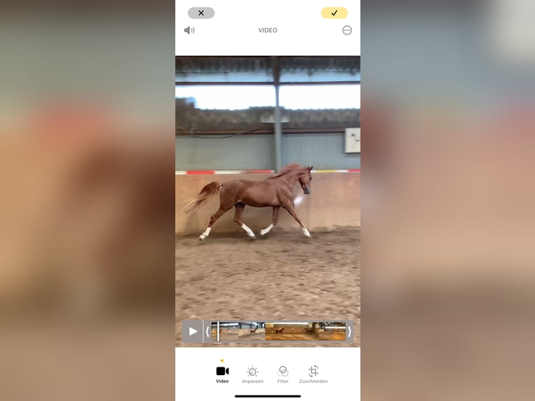 Deutsches Reitpony Hengst 2 Jahre 148 cm Fuchs in Achim