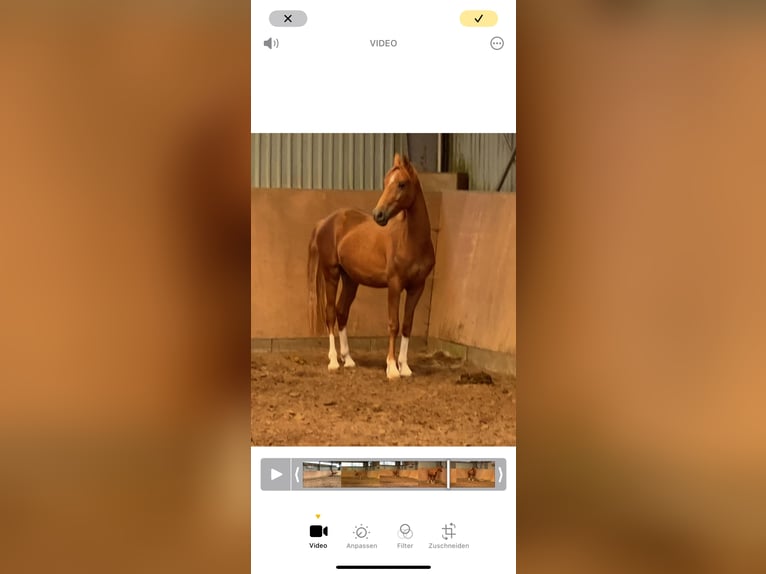 Deutsches Reitpony Hengst 2 Jahre 148 cm Fuchs in Achim