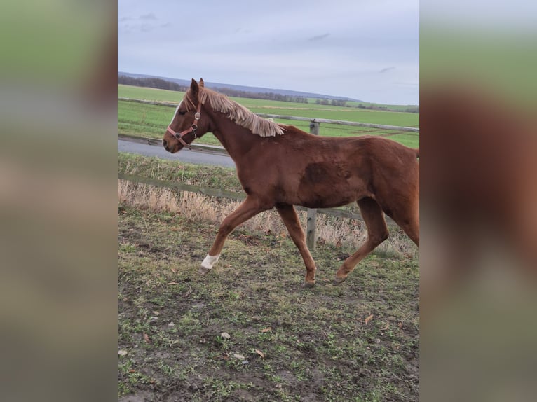 Deutsches Reitpony Hengst 2 Jahre 148 cm Palomino in Vienenburg