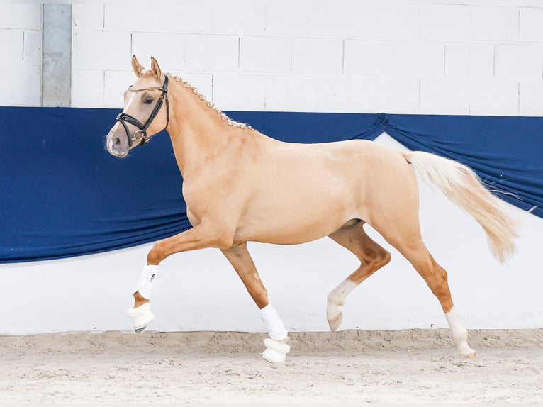 Deutsches Reitpony Hengst 2 Jahre 148 cm Palomino in Marsberg