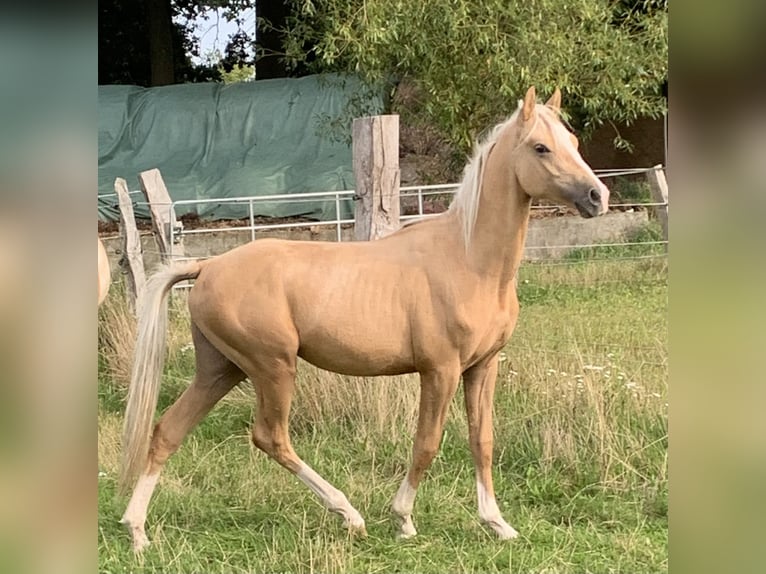 Deutsches Reitpony Hengst 2 Jahre 148 cm Palomino in Suhlendorf