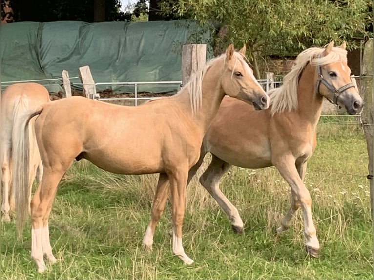 Deutsches Reitpony Hengst 2 Jahre 148 cm Palomino in Suhlendorf