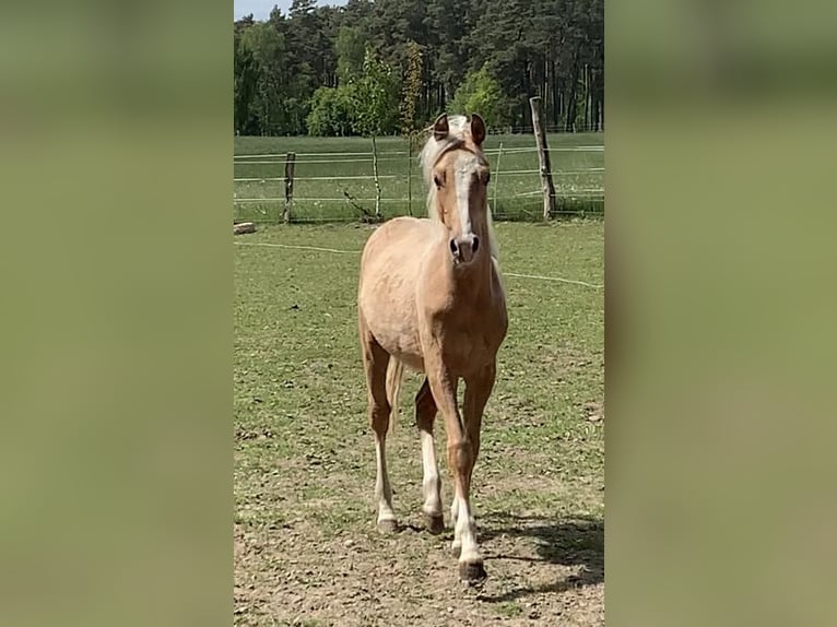 Deutsches Reitpony Hengst 2 Jahre 148 cm Palomino in Suhlendorf