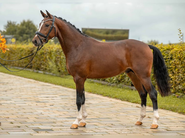 Deutsches Reitpony Hengst 2 Jahre 149 cm Brauner in Gomadingen