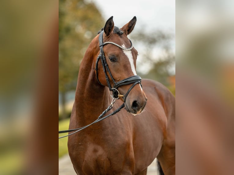 Deutsches Reitpony Hengst 2 Jahre 149 cm Brauner in Gomadingen