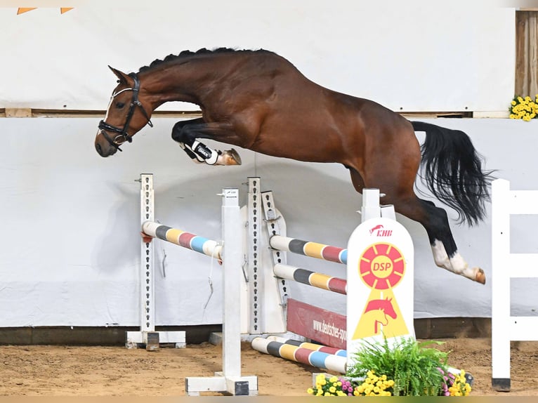 Deutsches Reitpony Hengst 2 Jahre 149 cm Brauner in Gomadingen