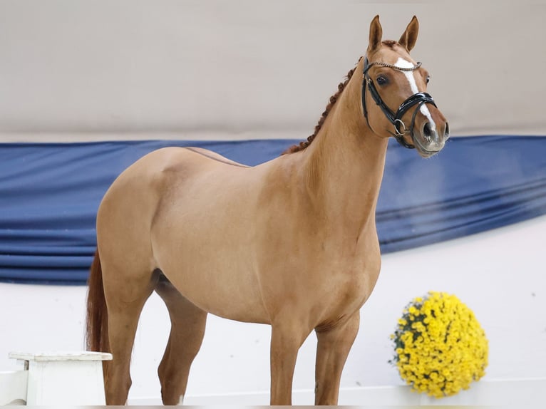 Deutsches Reitpony Hengst 2 Jahre 149 cm Falbe in Marsberg