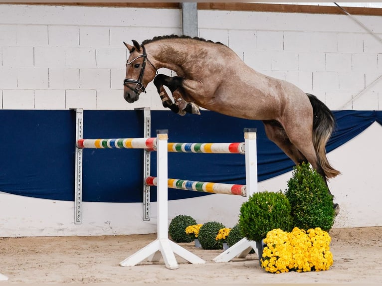 Deutsches Reitpony Hengst 2 Jahre 149 cm Rotschimmel in Marsberg