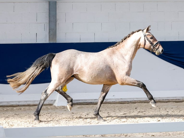 Deutsches Reitpony Hengst 2 Jahre 149 cm Rotschimmel in Marsberg