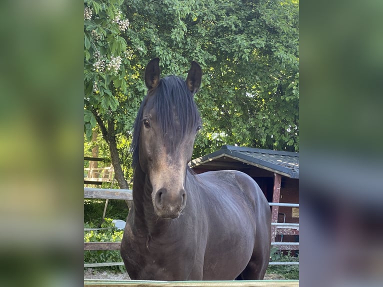 Deutsches Reitpony Hengst 2 Jahre 150 cm Buckskin in Achim