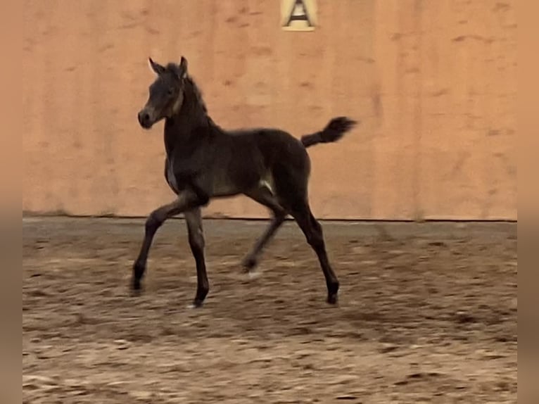Deutsches Reitpony Hengst 2 Jahre 150 cm Buckskin in Achim