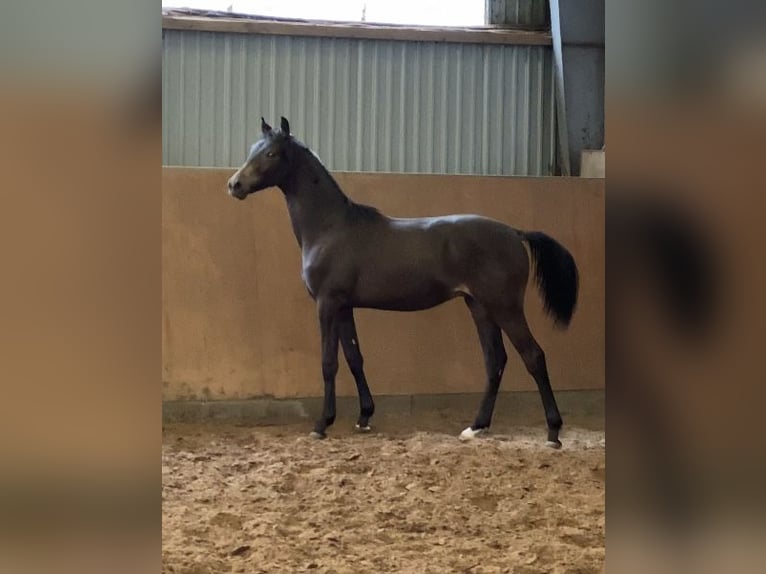 Deutsches Reitpony Hengst 2 Jahre 150 cm Buckskin in Achim
