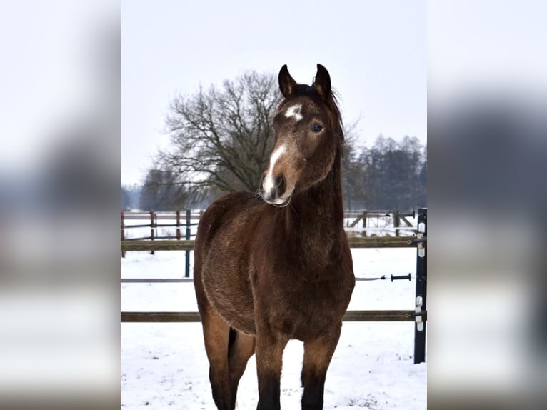 Deutsches Reitpony Hengst 2 Jahre 150 cm Buckskin in Klötze