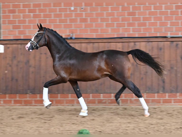 Deutsches Reitpony Hengst 2 Jahre 150 cm Dunkelbrauner in Gomadingen