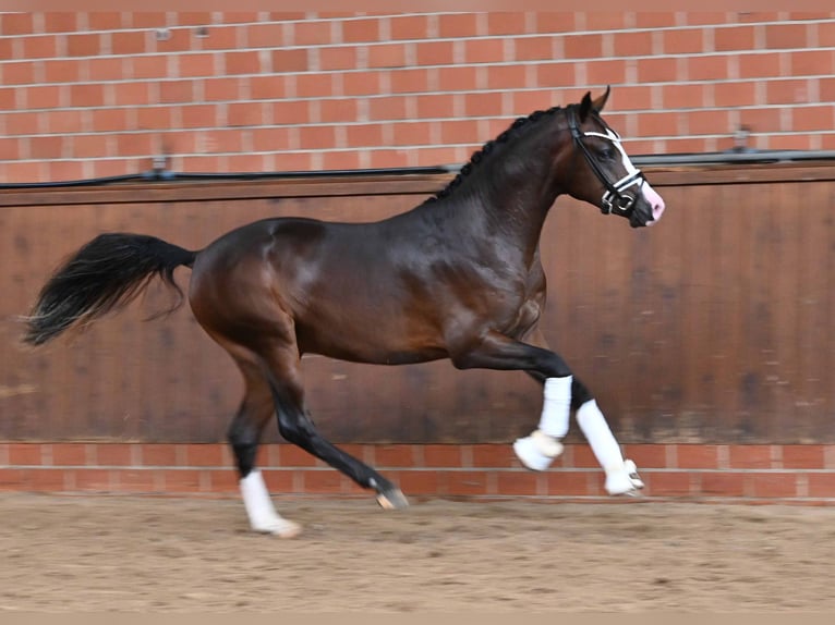 Deutsches Reitpony Hengst 2 Jahre 150 cm Dunkelbrauner in Gomadingen