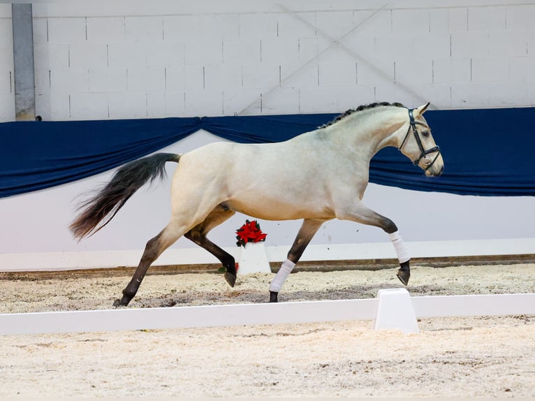 Deutsches Reitpony Hengst 2 Jahre 150 cm Falbe in Marsberg