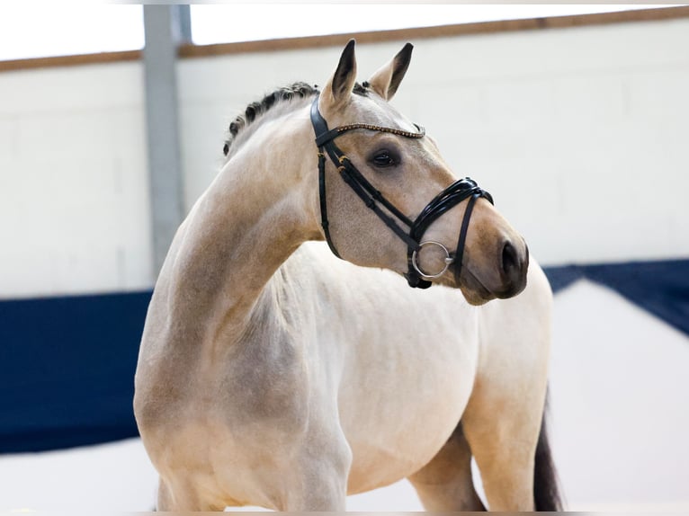 Deutsches Reitpony Hengst 2 Jahre 150 cm Falbe in Marsberg