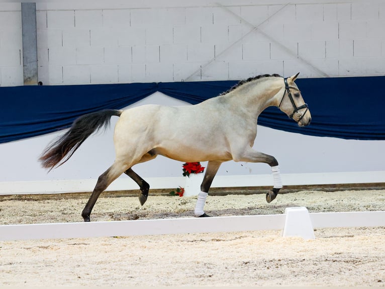 Deutsches Reitpony Hengst 2 Jahre 150 cm Falbe in Marsberg