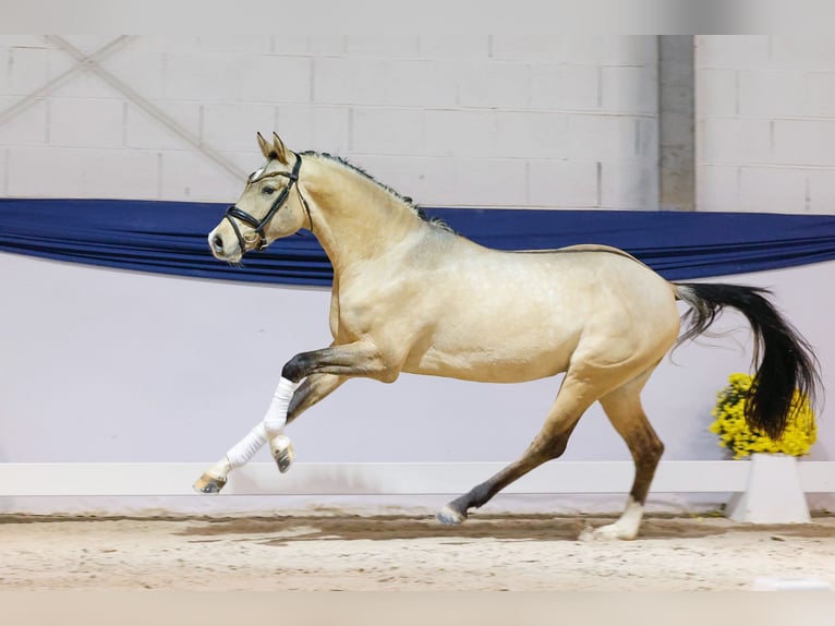 Deutsches Reitpony Hengst 2 Jahre 150 cm Falbe in Marsberg