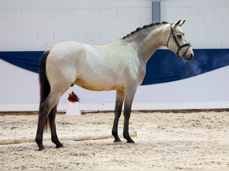 Deutsches Reitpony Hengst 2 Jahre 150 cm Falbe in Marsberg