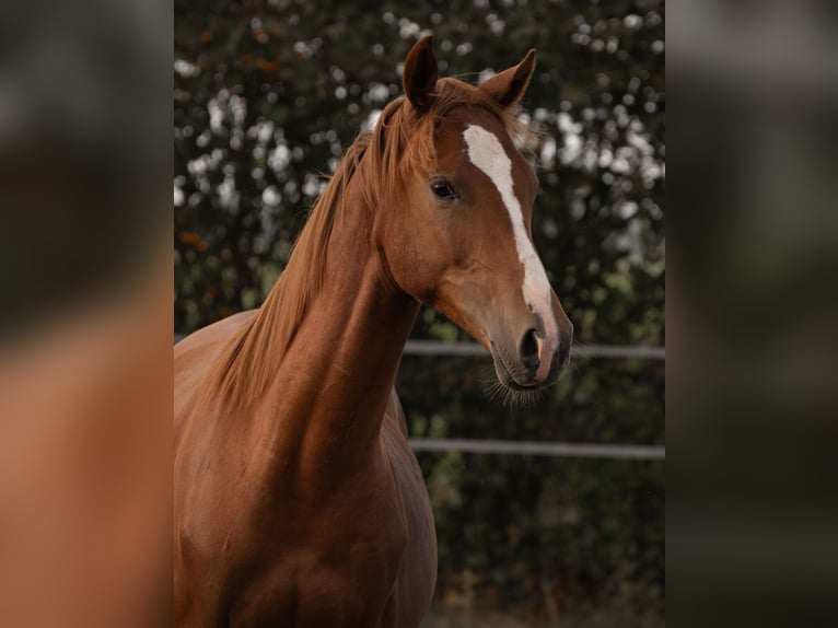 Deutsches Reitpony Hengst 2 Jahre 150 cm Fuchs in Dersekow