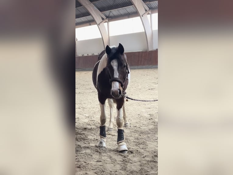 Deutsches Reitpony Hengst 2 Jahre 150 cm Schecke in Breiholz