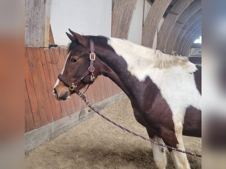 Deutsches Reitpony Hengst 2 Jahre 150 cm Schecke in Breiholz